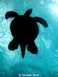 Diving a volcano off of Maui by Danielle Stark 